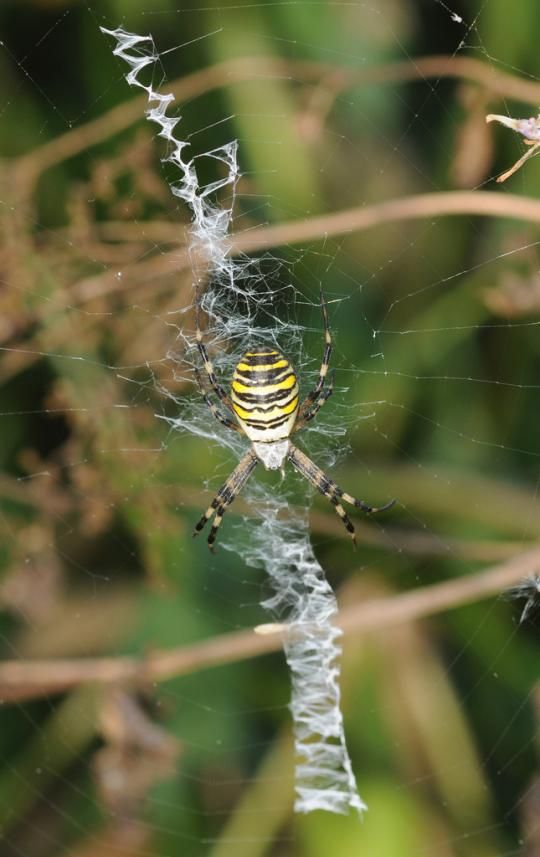 The Spiders That Decorate Their Own Webs (15 pics)