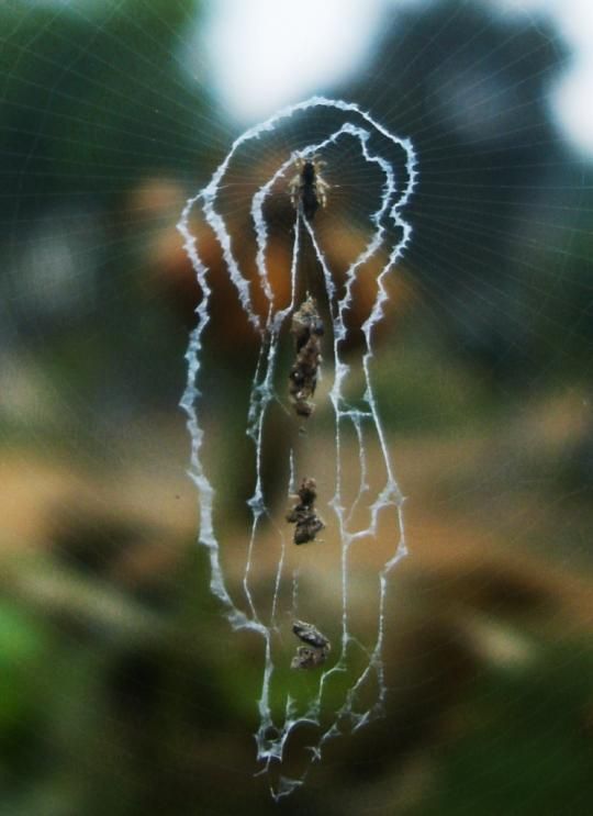 The Spiders That Decorate Their Own Webs (15 pics)