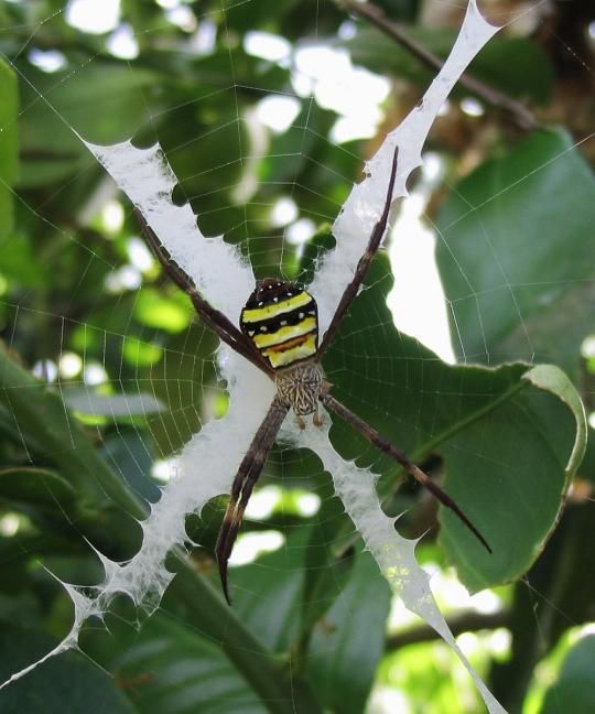 The Spiders That Decorate Their Own Webs (15 pics)