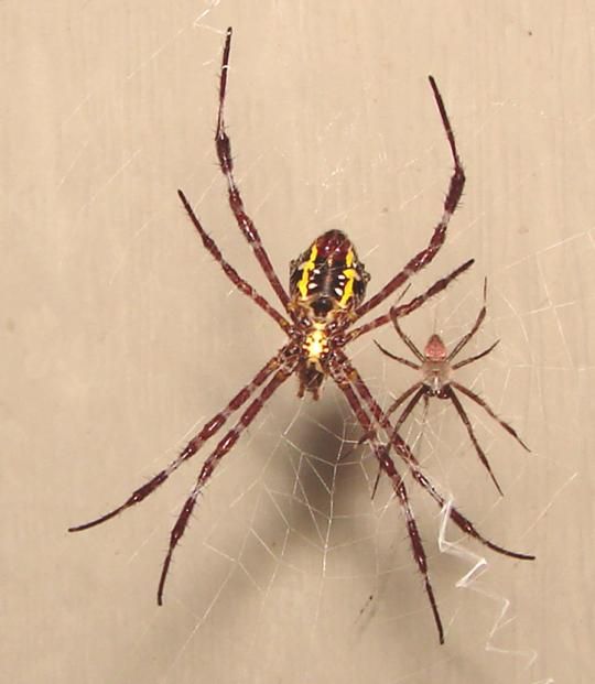 The Spiders That Decorate Their Own Webs (15 pics)