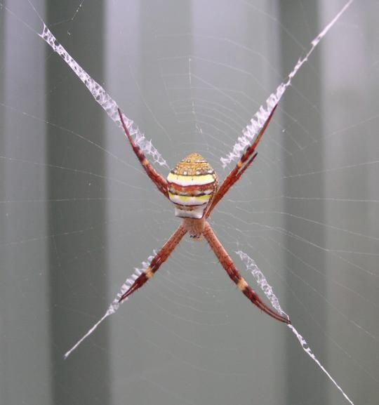 The Spiders That Decorate Their Own Webs (15 pics)