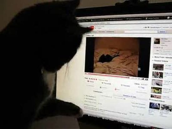 Funny Cat And Youtube Video