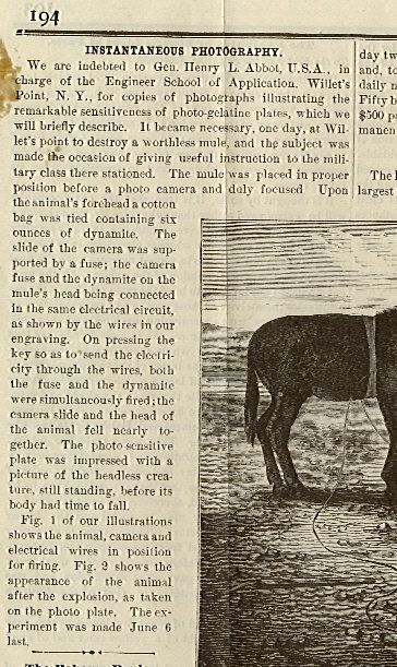 Cruel Mule Experiment (5 pics)