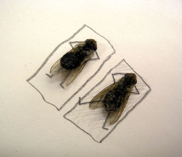Dead Flies Art (15 pics)