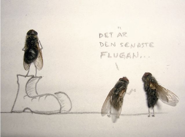 Dead Flies Art (15 pics)