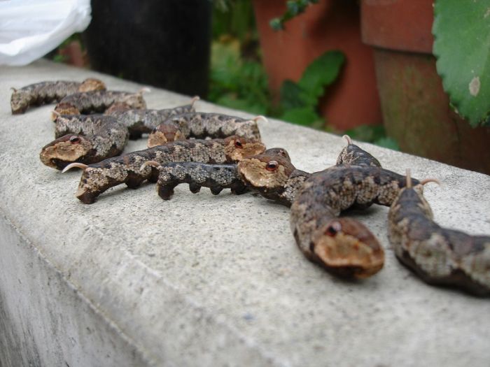 WTF? Are They Alive? (3 pics)