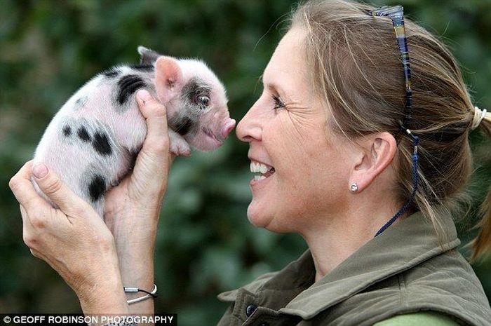 Micropig - the cutest pet in the world (8 pics)