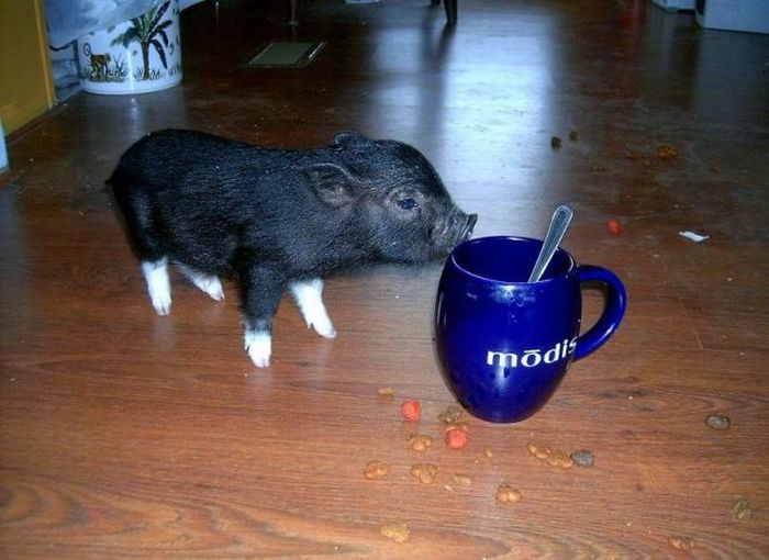 Micropig - the cutest pet in the world (8 pics)