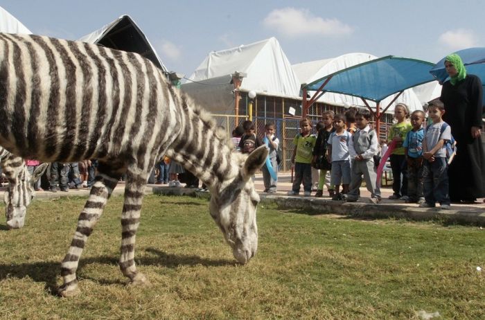 Donkeys Painted As Zebras In Gaza Zoo (4 pics)