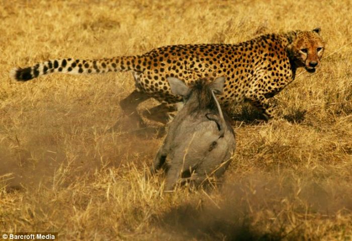 A mother warthog attacked two male cheetahs (4 pics)
