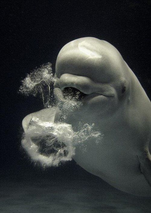 White Whale Blowing Bubbles (5 pics)