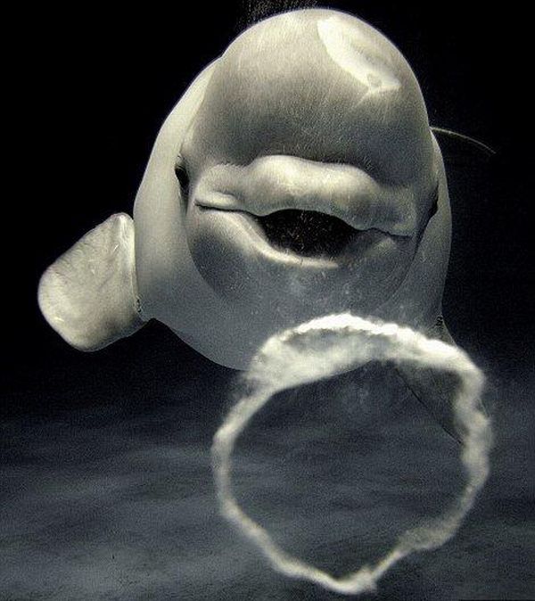 White Whale Blowing Bubbles (5 pics)