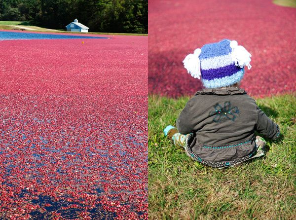 Cranberry harvest in New England (15 pics)