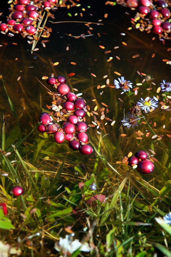 Cranberry harvest in New England (15 pics)