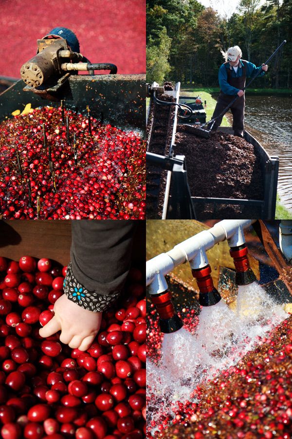 Cranberry harvest in New England (15 pics)