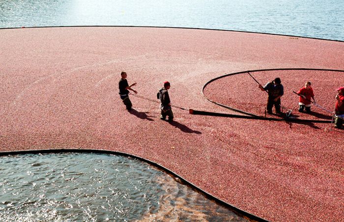 Cranberry harvest in New England (15 pics)