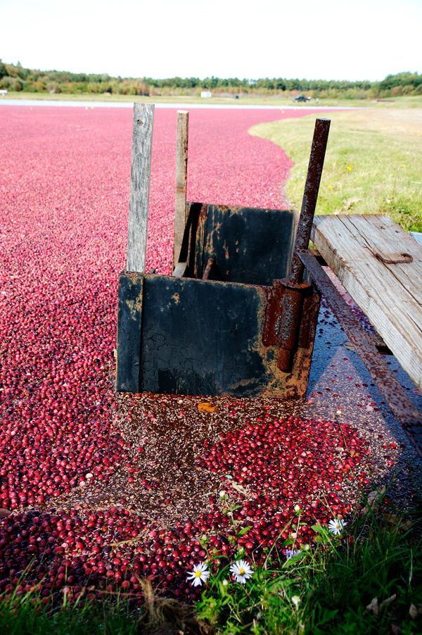 Cranberry harvest in New England (15 pics)