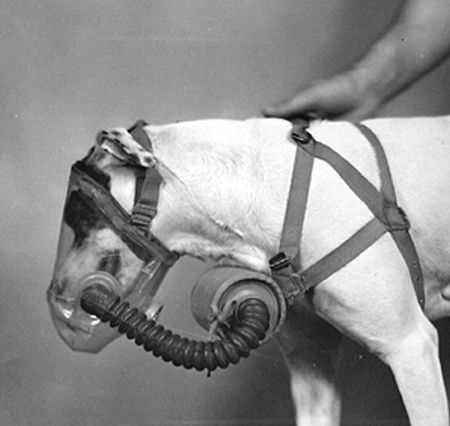 Gas Masks For Dogs (20 pics)