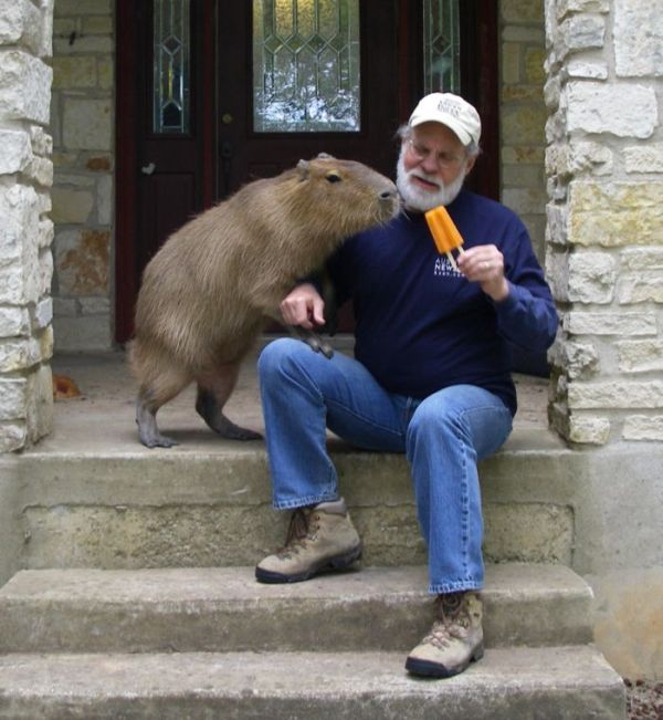 The World Famous Capybara Caplin (72 pics)