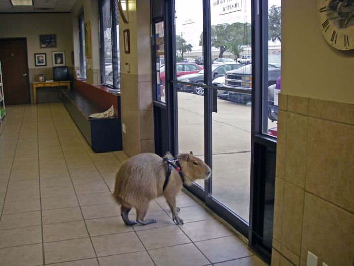 The World Famous Capybara Caplin (72 pics)