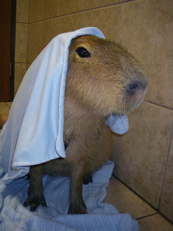 The World Famous Capybara Caplin (72 pics)