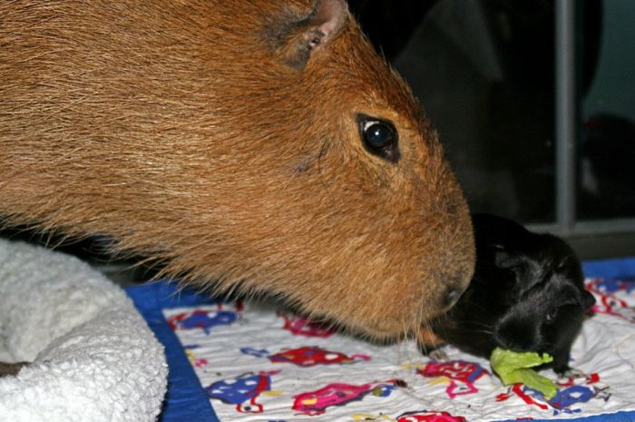 The World Famous Capybara Caplin (72 pics)