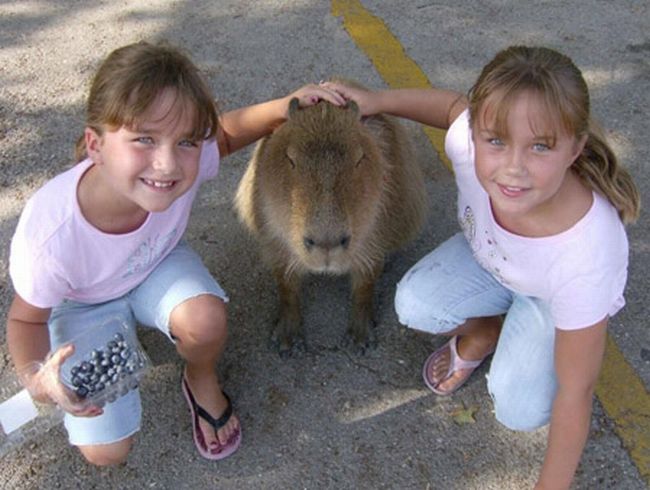 The World Famous Capybara Caplin (72 pics)