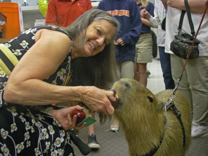 The World Famous Capybara Caplin (72 pics)