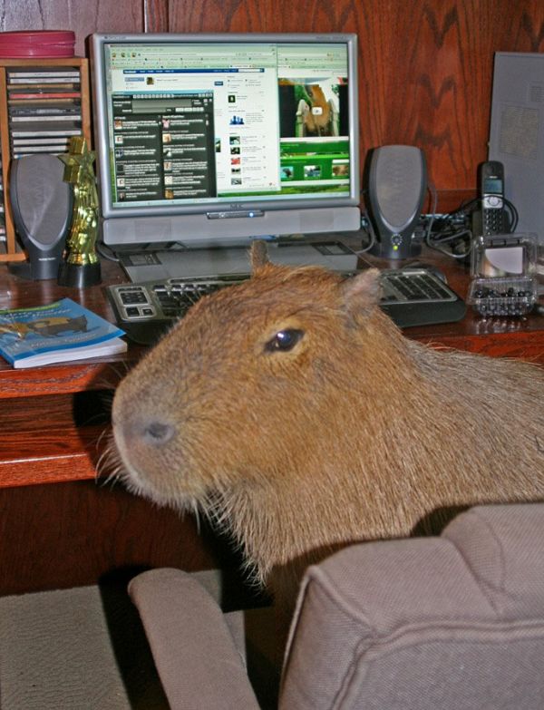 The World Famous Capybara Caplin (72 pics)