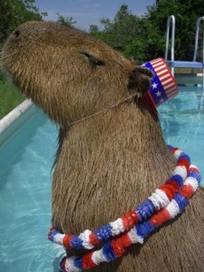 The World Famous Capybara Caplin (72 pics)