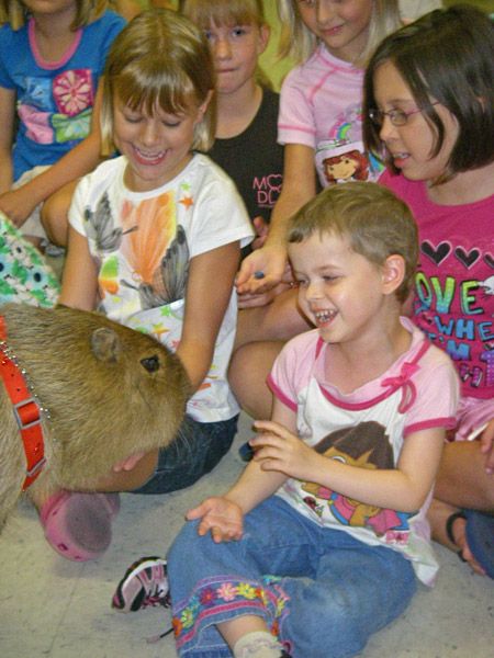 The World Famous Capybara Caplin (72 pics)