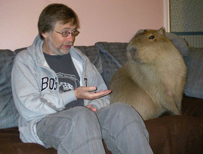 The World Famous Capybara Caplin (72 pics)