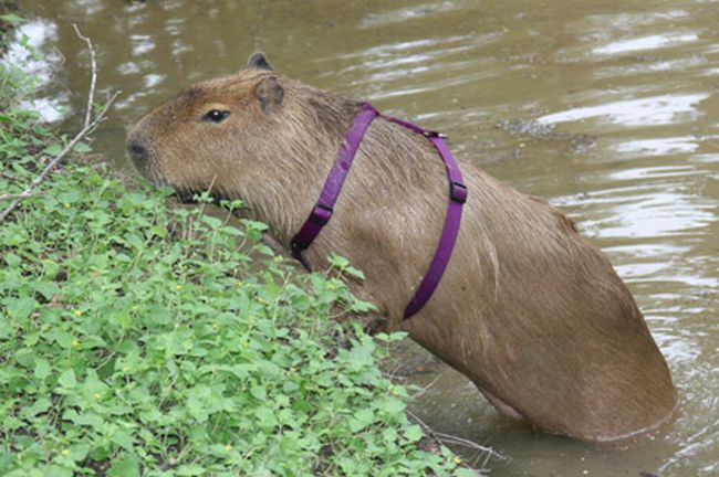 The World Famous Capybara Caplin (72 pics)