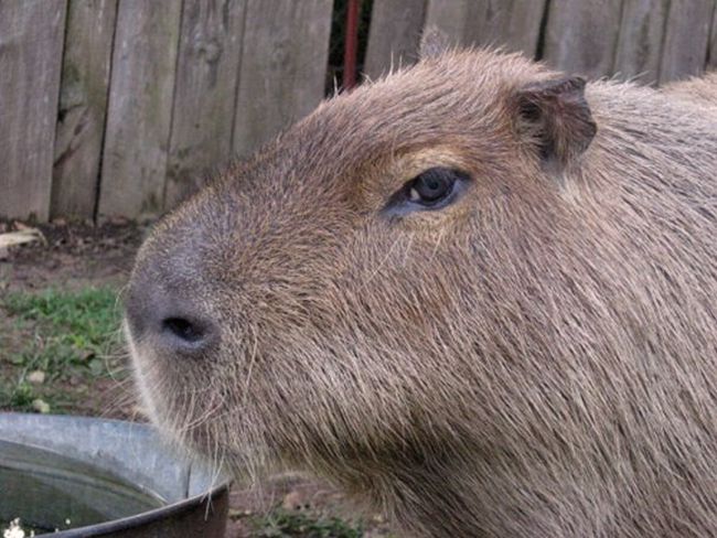 The World Famous Capybara Caplin (72 pics)