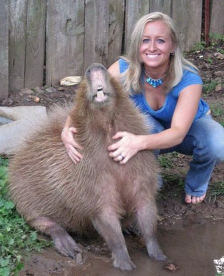 The World Famous Capybara Caplin (72 pics)