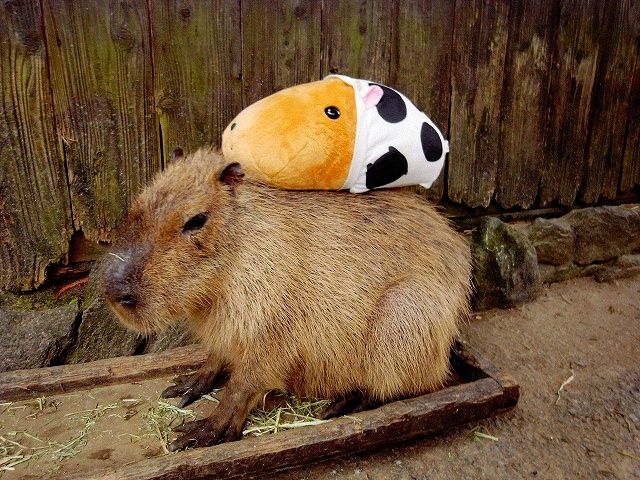 The World Famous Capybara Caplin (72 pics)