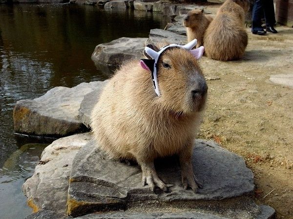 The World Famous Capybara Caplin (72 pics)