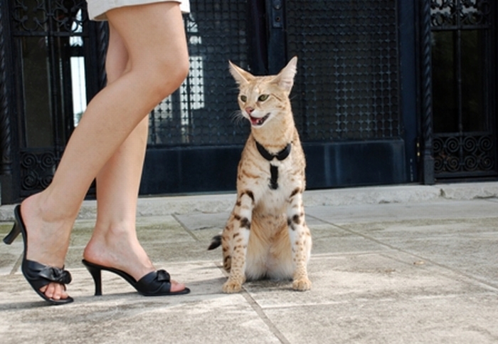 Savannah Cat Magic - The Tallest Cat In The World (12 pics + video)