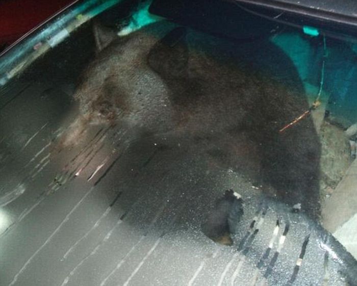 There Is A Bear In My Car (3 pics)