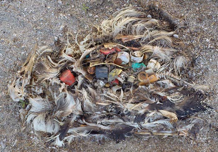 Why birds are dying (30 pics)