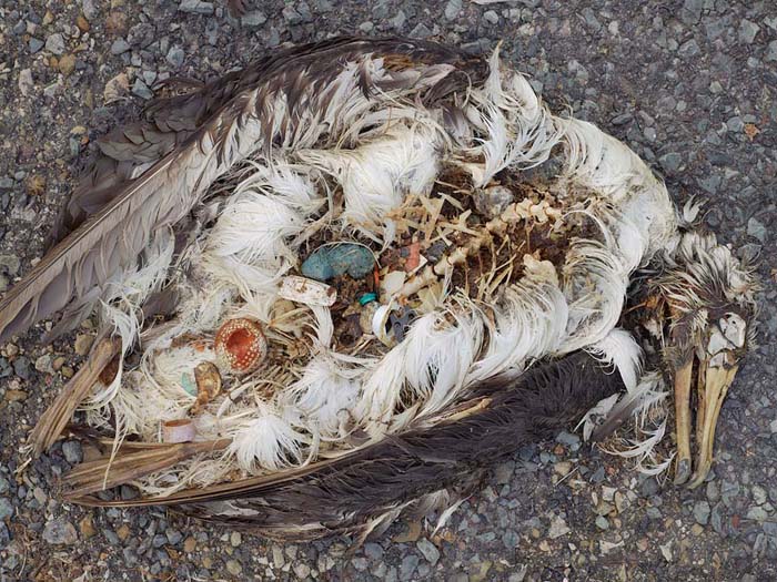 Why birds are dying (30 pics)