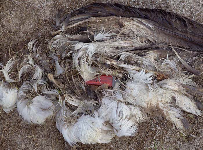 Why birds are dying (30 pics)