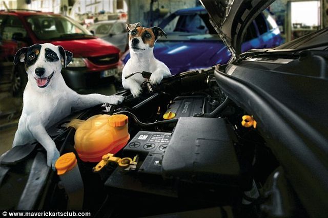 Funny Dogs At A Repair Shop (12 pics)
