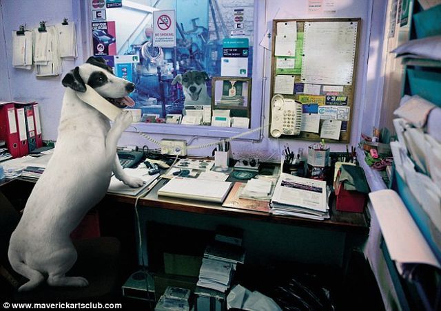 Funny Dogs At A Repair Shop (12 pics)