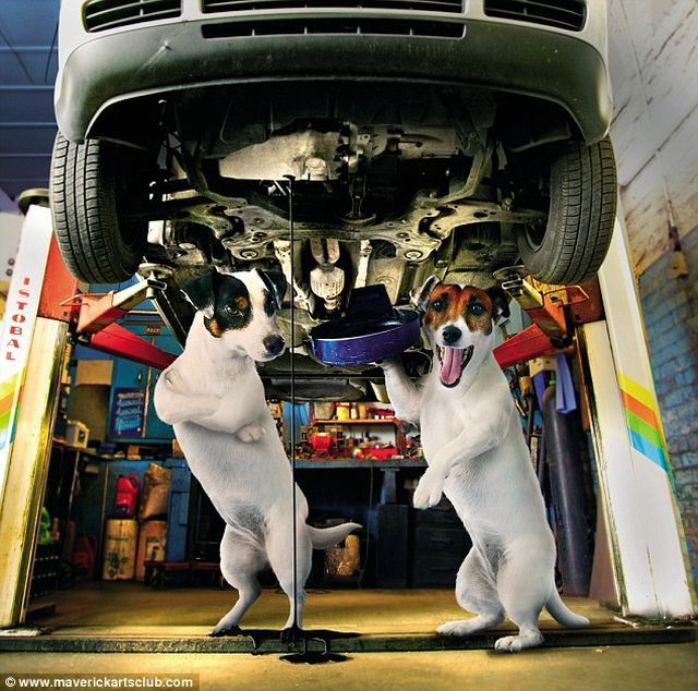 Funny Dogs At A Repair Shop (12 pics)
