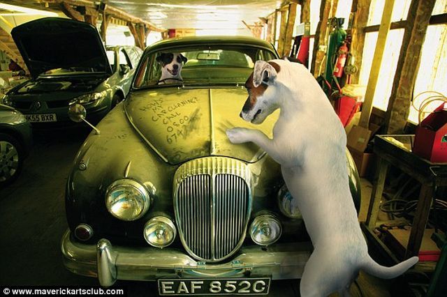 Funny Dogs At A Repair Shop (12 pics)
