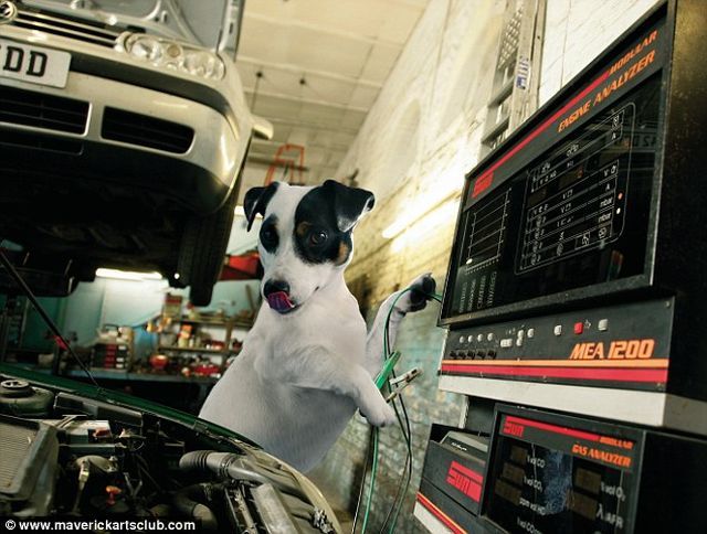 Funny Dogs At A Repair Shop (12 pics)