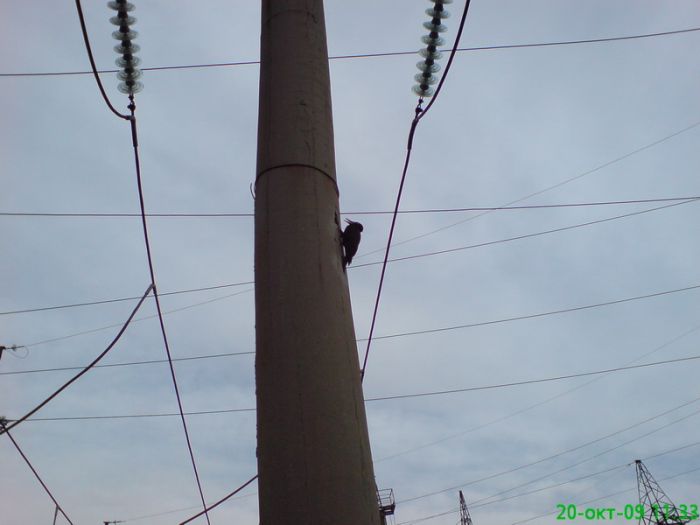 Woodpecker On A Concrete Pole  (3 pics)