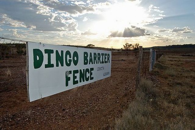 Australian Dingo Fence (12 pics)