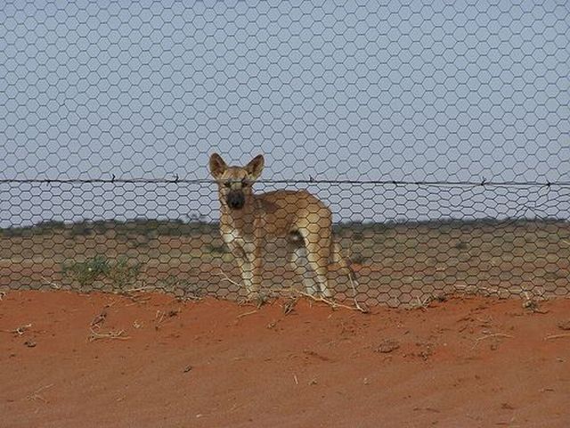 Australian Dingo Fence (12 pics)